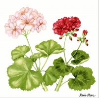 Servietten 33x33 cm - Geranium