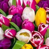 Servietten 33x33 cm - Tulips in colour