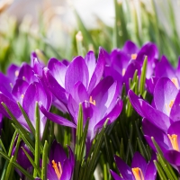 Servietten 33x33 cm - Crocus Field