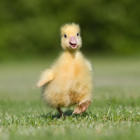 Servietten 33x33 cm - Easter Duck