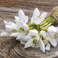 Servietten 33x33 cm - Snowdrop bunch