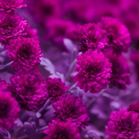 Servietten 33x33 cm - Fuchsia Flowers