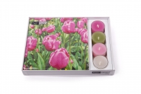 Combibox  - Tulip Garden
