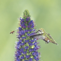 Servietten 33x33 cm - Bird and bee