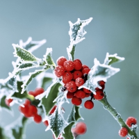 Servietten 24x24 cm - Frosty holly
