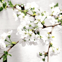 Servietten 33x33 cm - Cherry twig Servietten 33x33 cm - Cherry twig