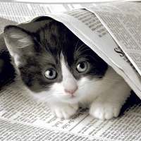 Servietten 33x33 cm - Good news?