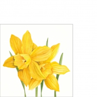 Servietten 25x25 cm - Daffodils Servietten 25x25 cm - Daffodils