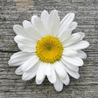 Servietten 33x33 cm - Daisy on Wood Servietten 33x33 cm - Daisy on Wood