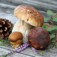 Servietten 33x33 cm - Boletus Mix