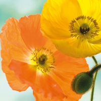 Servietten 33x33 cm - Pretty Poppies Servietten 33x33 cm - Pretty Poppies