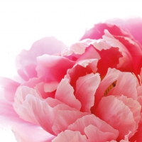 Servietten 33x33 cm - Peony