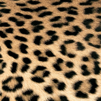 Servietten 33x33 cm - Leopard Couture