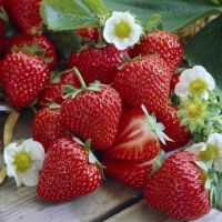 20 Servietten 33x33 cm - Strawberry 