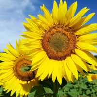 20 Servietten 33x33 cm - Sunny Days 