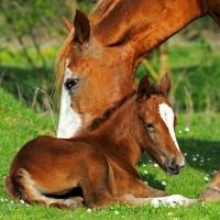 20 Servietten 33x33 cm - Horses 