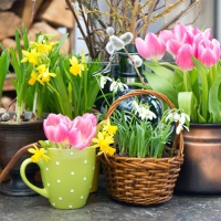 20 Servietten 33x33 cm - Spring Parade 20 Servietten 33x33 cm - Spring Parade