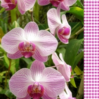 20 Servietten 33x33 cm - Orchid 