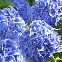 20 Servietten 33x33 cm - Hydrangea 