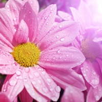 20 Servietten 33x33 cm - Dollies Pinkmore 