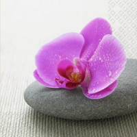 Servietten 33x33 cm - Kano