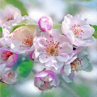 Servietten 33x33 cm - Rita