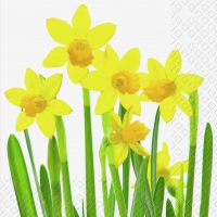 Servietten 33x33 cm - Nalani