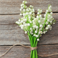 Servietten 33x33 cm - Mady