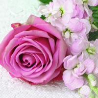 Servietten 25x25 cm - Vanessa Servietten 25x25 cm - Vanessa