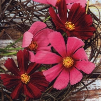 Servietten 33x33 cm - Cosmos Flowers