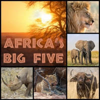 Servietten 33x33 cm - Africa´s Big Five