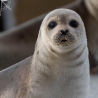 Servietten 33x33 cm - Saddleback Seal