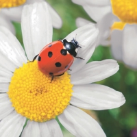 Servietten 33x33 cm - Ladybug on Daisy