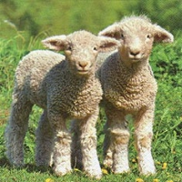 Servietten 33x33 cm - Cute Lambs Servietten 33x33 cm - Cute Lambs