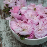 Servietten 33x33 cm - Sakura Blossoms