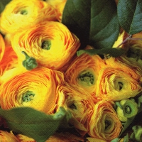 Servietten 33x33 cm - Bouquet of Buttercups Servietten 33x33 cm - Bouquet of Buttercups