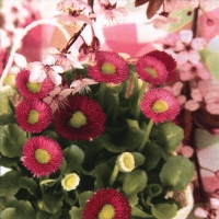 Servietten 33x33 cm - Margherites in Cestino Servietten 33x33 cm - Margherites in Cestino