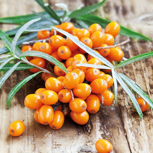 Servietten 33x33 cm - Hippohae, Sanddorn, Früchte Servietten 33x33 cm - Hippohae