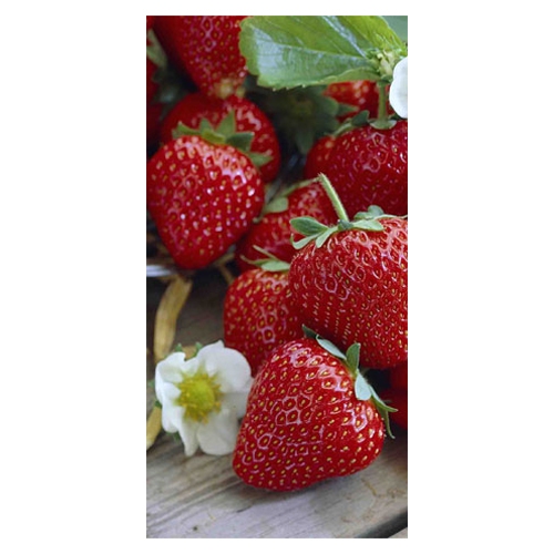 12 Servietten 33x33 cm - Strawberry 