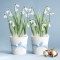 Servietten 33x33 cm - Snowdrops in Flowerpots