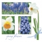 Servietten 33x33 cm - Muscari & Narcissus