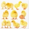 Servietten 33x33 cm - Little Chickens