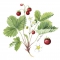 Servietten 25x25 cm - Wild Strawberry