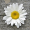 Servietten 33x33 cm - Daisy on Wood